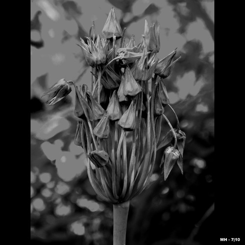 Cartoon: MH - The Faded Flowers (medium) by MoArt Rotterdam tagged faded,verwelkt,fadedflowers,verwelktebloemen,flowers,bloemen,blackandwhite,zwartwit