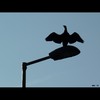 Cartoon: MH - El Macho (small) by MoArt Rotterdam tagged macho,elmacho,totalmacho,machobird,bird,wings,spreadingwings,birdonapole,vogel,lantaarnpaal