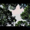 Cartoon: MH - Looking Up (small) by MoArt Rotterdam tagged looking,up,lookingup,omhoogkijken,trees,air,bomen,lucht
