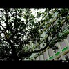 Cartoon: MH - Looking Up V (small) by MoArt Rotterdam tagged tree boom leaves gebladerte lookingup kijkomhoog sky lucht groen green