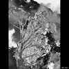 Cartoon: MH - The Raging Trees (small) by MoArt Rotterdam tagged rotterdam,tree,boom,rage,raging,boos,kwaad,zwartwit,blackandwhite,fotomix,photoblend