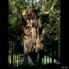 Cartoon: MH - The Tree Bizarre IV (small) by MoArt Rotterdam tagged tree treebizarre boom bizarreboom weirdtree weird gezicht facetree boomgezichten