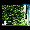 Cartoon: MH - Tree in Glass (small) by MoArt Rotterdam tagged rotterdam,tree,boom,reflection,weerspiegeling,glas,glass,betoverend,mesmerizing