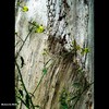 Cartoon: MoArt - The Dead Wood (small) by MoArt Rotterdam tagged rotterdam,moart,moartcards,nature,flowers,bloemen,wood,hout,rough,ruig