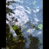 Cartoon: MoArt Something in the Water 17 (small) by MoArt Rotterdam tagged tags,rotterdam,moart,moartcards,reflectie,reflection,water,weerspiegeling,riet