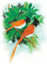 Cartoon: gine bird (small) by damayanthi tagged gine,bird