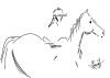 Cartoon: Ink - Quick sketch Line Drawing (small) by cindyteres tagged line drawing sketch quicksketch horse rider jockey sport tony giovani arabian