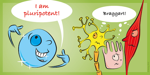Cartoon: stem cell (medium) by toonwolf tagged stem,cell,technology,genetics,pluripotent,neuron,muscle,intestinal,epithelial,braggart,envy