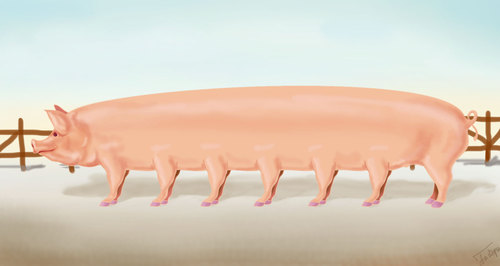 Cartoon: Pig limousine (medium) by gartoon tagged ilustration