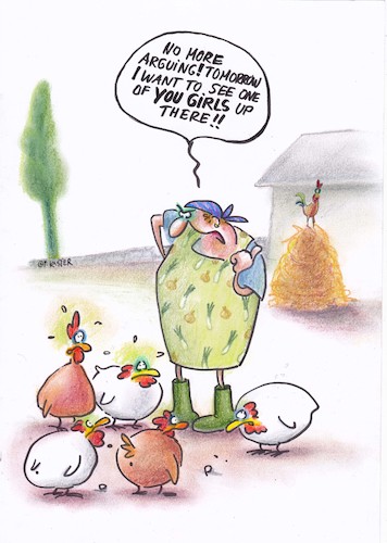 gender chicken gender chicken