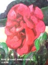 Cartoon: Rose of Saint Annes Park (small) by jjjerk tagged rose,red,bloom,saint,annes,park,dublin,ireland,cartoon,caricature