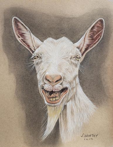 Cartoon: Goat (medium) by jim worthy tagged goat,animal,farm,barnyard