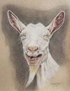 Cartoon: Goat (small) by jim worthy tagged goat,animal,farm,barnyard