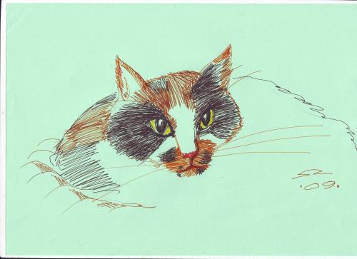 Cartoon: My Cat Chi-Chi (medium) by zed tagged cat,animals,nature,pet,illustration,chi