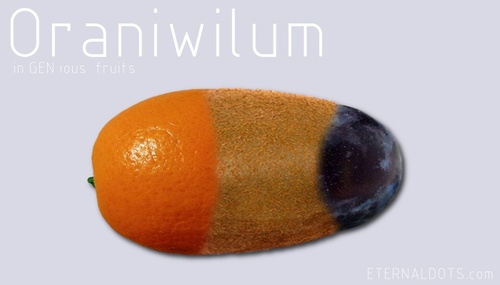 Cartoon: Oraniwilum (medium) by eternaldots tagged orange,kiwi,plum,mixed,fruits