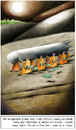 Cartoon: unregulated_global_arms_trade_1 (small) by firuzkutal tagged norway,arm,armtrade,armstrade,firuzkutal,global,fish,sea,ocean,worldwide