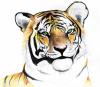 Cartoon: Tiger (small) by Playa from the Hymalaya tagged tiger,animal