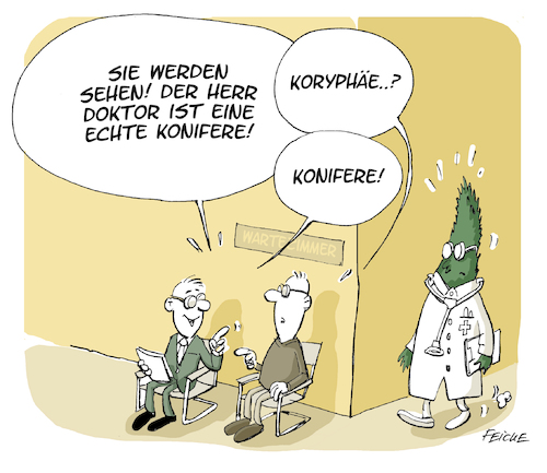 Konifere Konifere