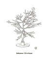 Cartoon: Inklusions-Christbaum (small) by Erwin Pischel tagged inklusion,christ,weihnachtsbaum,stern,weihnachtsstern,nadelbaum,baum,tradition,weihnachten,tanne,fichte,nadeln,pädagogik,behinderte,handycap,pischel