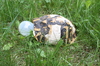Cartoon: Testudo lampyrus (small) by Erwin Pischel tagged schildkröte,tortoise,turtle,tortue,testuggine,tortuga,landschildkröte,rückenpanzer,art,lampe,glühbirne,transgene,organismen,gras,pischel