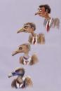 Cartoon: kariere durch evolution (small) by neophron tagged satire,cartoon,animals,tiere