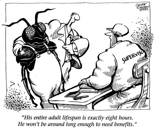 Cartoon: The Very Temporary Worker (medium) by carol-simpson tagged insect,temporary,workers,business,work