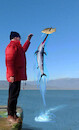 Cartoon: no comment (small) by Miro tagged no,comment