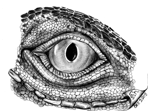 Cartoon: Eye of Iguana (medium) by swenson tagged eye,animal,animals,tier,dragon,echse,leguan,iguana,reptil