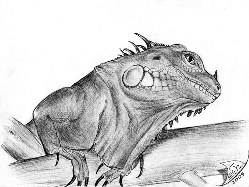 Cartoon: Iguana iguana rhinolopha (medium) by swenson tagged animal,animals,tier,reptile,reptilien,echse,iguana,leguan
