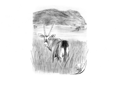 Cartoon: Oryxantilope (medium) by swenson tagged oryx,antilope,afrika,tier,animal,2014