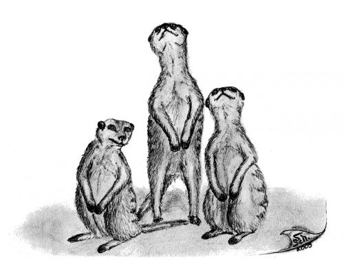 Cartoon: Suricata suricatta (medium) by swenson tagged animals,suricate,mongoose,mangusten,afrika,africa,tiere