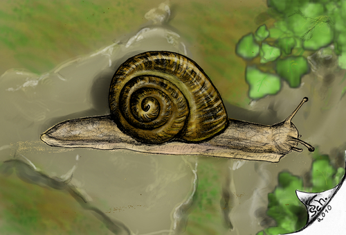 Cartoon: Weinbergschnecken (medium) by swenson tagged schnecke,weinbergschnecke,tier,animal,animals,snail,wine