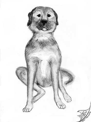Cartoon: Paul (medium) by swenson tagged animal,animals,dog,hund,perro