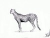 Cartoon: Acinonyx jubatus (small) by swenson tagged cheetah,gepard,afrika,africa,cat,katze,predator,raubtier,animal,animals,tier,tiere
