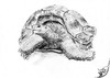 Cartoon: Aldabrachelys (small) by swenson tagged turtle,animal,schildkröte,sychellen,austerben,bedroht,wwf,roteliste,tier,panzer,reptil