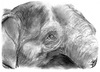 Cartoon: Asia Eye (small) by swenson tagged auge eye asia asiatisch asien elefant elephant animal tier animals