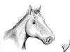 Cartoon: Equus ferus caballus (small) by swenson tagged animal animals hors pferd tier