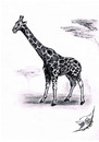 Cartoon: Giraffa camelopardalis (small) by swenson tagged giraffe,tier,animal,africa,afrika,animals,tiere