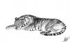Cartoon: Panthera tigris tigris (small) by swenson tagged animal animals tiger cat felidae