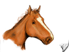 Cartoon: Pferd (small) by swenson tagged animal,animals,tier,pferd,horse