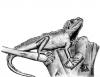 Cartoon: Physignathus cocincinus (small) by swenson tagged animals animal reptil agame tier echse