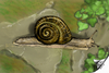 Cartoon: Weinbergschnecken (small) by swenson tagged schnecke weinbergschnecke tier animal animals snail wine