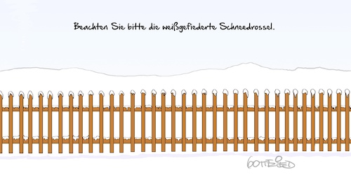 Schneedrossel Schneedrossel
