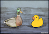 Cartoon: ducks (small) by matan_kohn tagged illustration,drawing,pencil,animals,duck,ducks,funny,sea,digitalart,art,toon,watercolor,memes,love,color,crazy,water,artistic,smallvsbig,toy,toyduck,toys