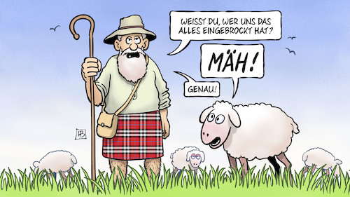 Highland-Schaf