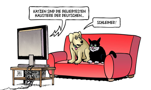 Katzen Katzen