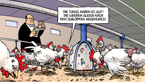 Küken-Tötung Küken-Tötung