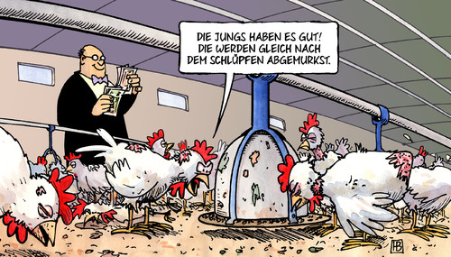 Cartoon: Küken-Tötung (medium) by Harm Bengen tagged küken,hühner,hähnchen,mast,zucht,tierschutz,töten,tötung,schlüpfen,lebensmittel,harm,bengen,cartoon,karikatur,küken,hühner,hähnchen,mast,zucht,tierschutz,töten,tötung,schlüpfen,lebensmittel,harm,bengen,cartoon,karikatur