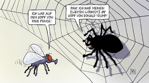 Pence-Fliege Pence-Fliege