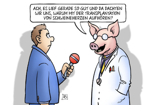 Cartoon: Schweineherzen (medium) by Harm Bengen tagged spenderorgan,mediziner,transplantation,schweineherzen,organspende,kopf,arzt,interview,ethik,harm,bengen,cartoon,karikatur,spenderorgan,mediziner,transplantation,schweineherzen,organspende,kopf,arzt,interview,ethik,harm,bengen,cartoon,karikatur